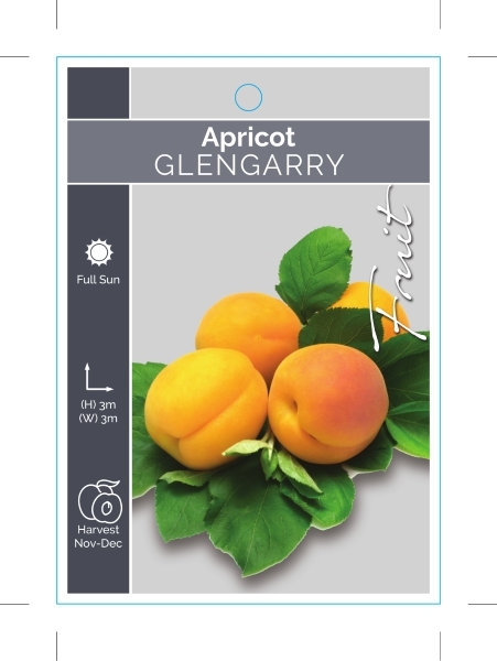 Picture of FRUIT APRICOT GLENGARRY                                                                                                                               
