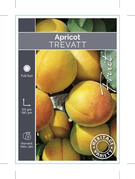 Picture of FRUIT APRICOT TREVATT (HERITAGE)                                                                                                                      