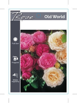 Picture of ROSE OLD WORLD - MIXED PICTURE (UNNAMED VARIETY)                                                                                                      