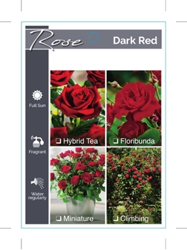Picture of ROSE DARK RED (UNNAMED VARIETY TICK BOX)                                                                                                              