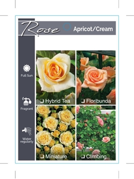 Picture of ROSE APRICOT CREAM (UNNAMED VARIETY TICK BOX)                                                                                                         