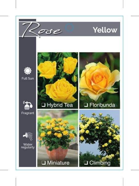 Picture of ROSE YELLOW (UNNAMED VARIETY TICK BOX)                                                                                                                
