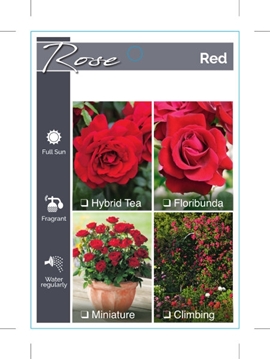 Picture of ROSE RED (UNNAMED VARIETY TICK BOX)                                                                                                                   