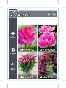 Picture of ROSE PINK (UNNAMED VARIETY TICK BOX)                                                                                                                  