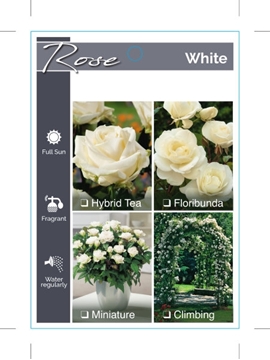 Picture of ROSE WHITE (UNNAMED VARIETY TICK BOX)                                                                                                                 