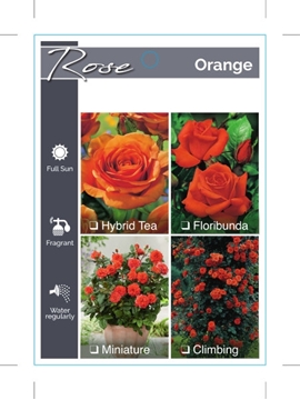 Picture of ROSE ORANGE (UNNAMED VARIETY TICK BOX)                                                                                                                