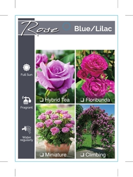 Picture of ROSE BLUE LILAC (UNNAMED VARIETY TICK BOX)                                                                                                            
