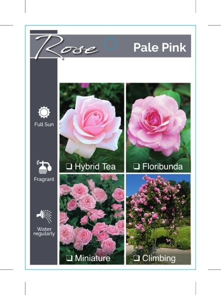 Picture of ROSE PALE PINK (UNNAMED VARIETY TICK BOX)                                                                                                             