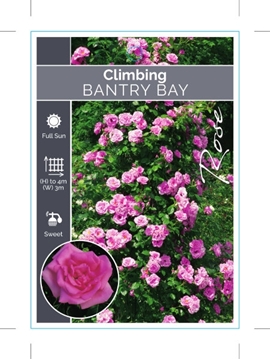 Picture of ROSE BANTRY BAY CLIMBING                                                                                                                              