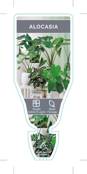 Picture of HOUSEPLANT ALOCASIA (MIXED PICTURE)                                                                                                                   