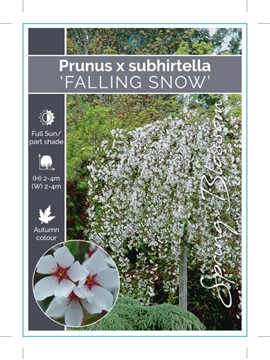 Picture of PRUNUS SUBHIRTELLA FALLING SNOW Jumbo Tag                                                                                                             