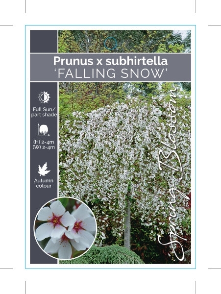 Picture of PRUNUS SUBHIRTELLA FALLING SNOW                                                                                                                       