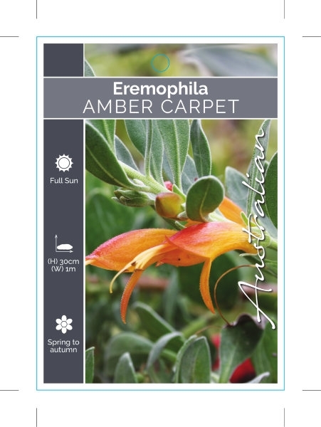 Picture of EREMOPHILA AMBER CARPET                                                                                                                               