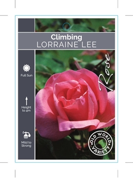 Picture of ROSE LORRAINE LEE CLIMBING (OW)                                                                                                                       