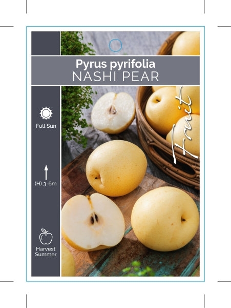Picture of FRUIT NASHI PEAR                                                                                                                                      