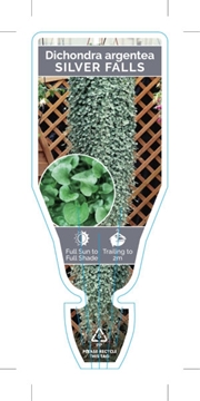 Picture of HOUSEPLANT DICHONDRA SILVER FALLS                                                                                                                     