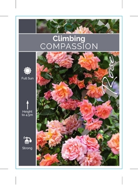 Picture of ROSE COMPASSION CLIMBING                                                                                                                              