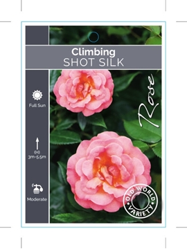 Picture of **ROSE SHOT SILK  CLIMBING  (OW)                                                                                                                      