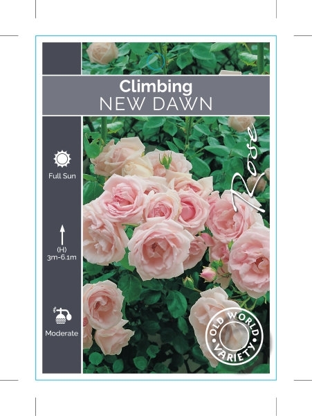 Picture of ROSE NEW DAWN CLIMBING (OW)                                                                                                                           