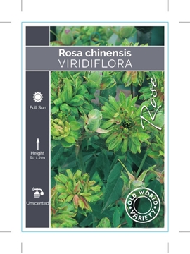 Picture of ROSE ROSA CHINENSIS VIRIDIFLORA (OW)                                                                                                                  