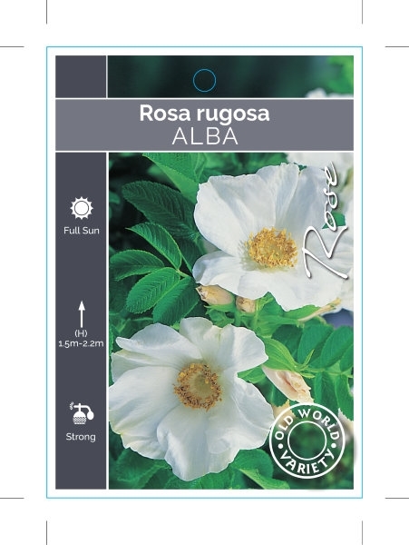 Picture of ROSE ROSA RUGOSA ALBA (OW)                                                                                                                            