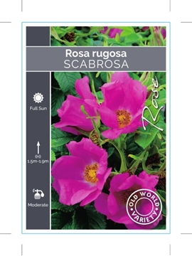 Picture of ROSE ROSA RUGOSA SCABROSA (OW)                                                                                                                        