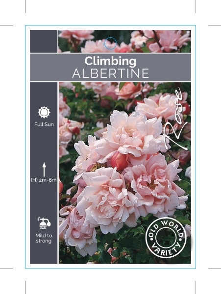 Picture of ROSE ALBERTINE CLIMBING  (OW)                                                                                                                         