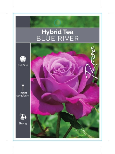 Picture of ROSE BLUE RIVER (HT)                                                                                                                                  