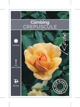 Picture of ROSE CREPUSCULE CLIMBING  (OW)                                                                                                                        