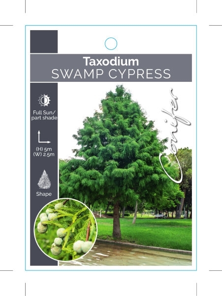 Picture of CONIFER TAXODIUM DISTICHUM SWAMP CYPRESS                                                                                                              