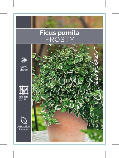 Picture of FICUS PUMILA VARIEGATA FROSTY                                                                                                                         