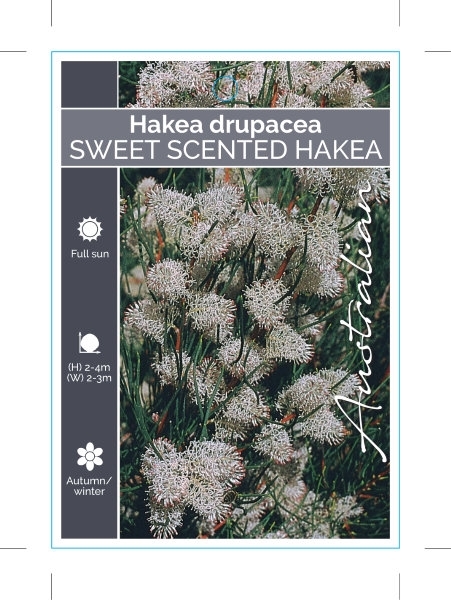 Picture of HAKEA DRUPACEA SWEET SCENTED HAKEA                                                                                                                    