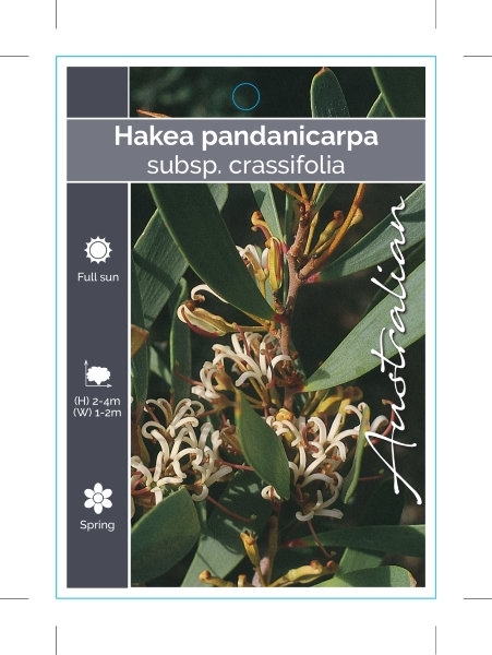 Picture of HAKEA PANDANICARPA SUBSP CRASSIFOLIA                                                                                                                  