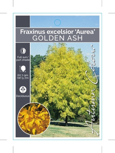 Picture of FRAXINUS EXCELSIOR AUREA GOLDEN ASH                                                                                                                   