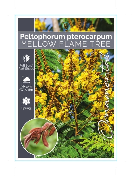 Picture of PELTOPHORUM PTEROCARPUM YELLOW FLAME TREE                                                                                                             