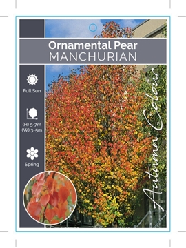 Picture of PYRUS USSURIENSIS MANCHURIAN PEAR Jumbo Tag                                                                                                           