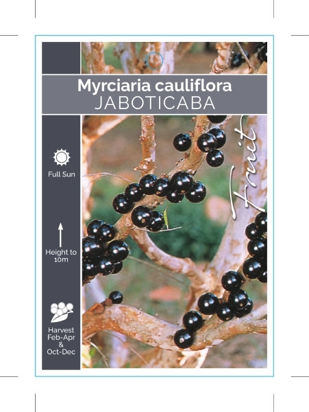 Picture of FRUIT JABOTICABA (Myrciaria cauliflora)                                                                                                               