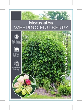 Picture of MULBERRY WEEPING MORUS ALBA                                                                                                                           