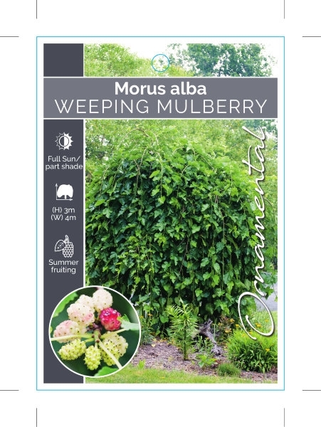 Picture of MULBERRY WEEPING MORUS ALBA                                                                                                                           