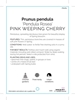 Picture of PRUNUS PENDULA ROSEA PINK WEEPING CHERRY Jumbo Tag                                                                                                    
