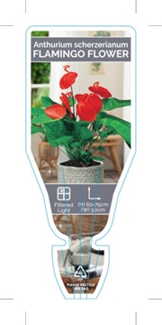 Picture of HOUSEPLANT ANTHURIUM SCHERZERIANUM FLAMINGO FLOWER                                                                                                    