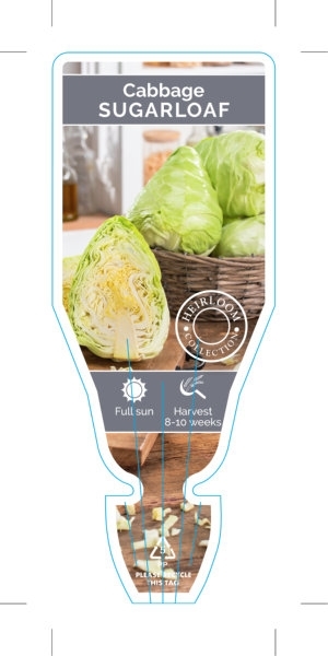 Picture of VEGETABLE CABBAGE SUGARLOAF (Brassica oleracea)                                                                                                       