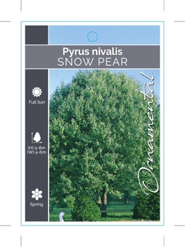 Picture of PYRUS NIVALIS SNOW PEAR                                                                                                                               