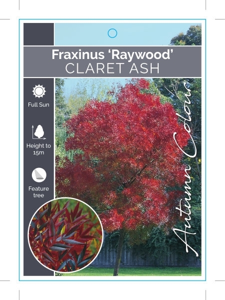 Picture of FRAXINUS RAYWOOD CLARET ASH Jumbo Tag                                                                                                                 
