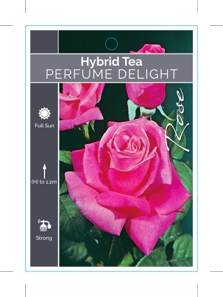 Picture of ROSE PERFUME DELIGHT (HT)                                                                                                                             