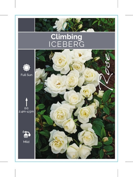 Picture of ROSE ICEBERG CLIMBING                                                                                                                                 