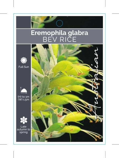 Picture of EREMOPHILA GLABRA BEV RICE FORM                                                                                                                       