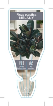 Picture of HOUSEPLANT FICUS MELANY                                                                                                                               