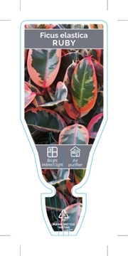 Picture of HOUSEPLANT FICUS RUBY                                                                                                                                 