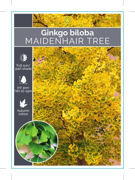 Picture of GINKGO BILOBA MAIDENHAIR TREE Jumbo Tag                                                                                                               